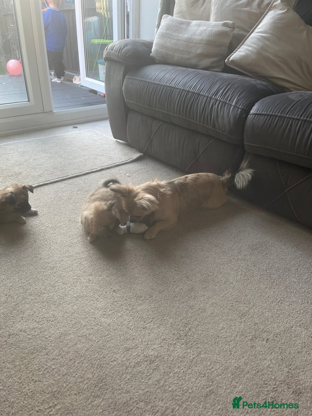 Chihuahua dogs for sale: Long haired chihuahuas READY TO LEAVE NOW. - Image 10