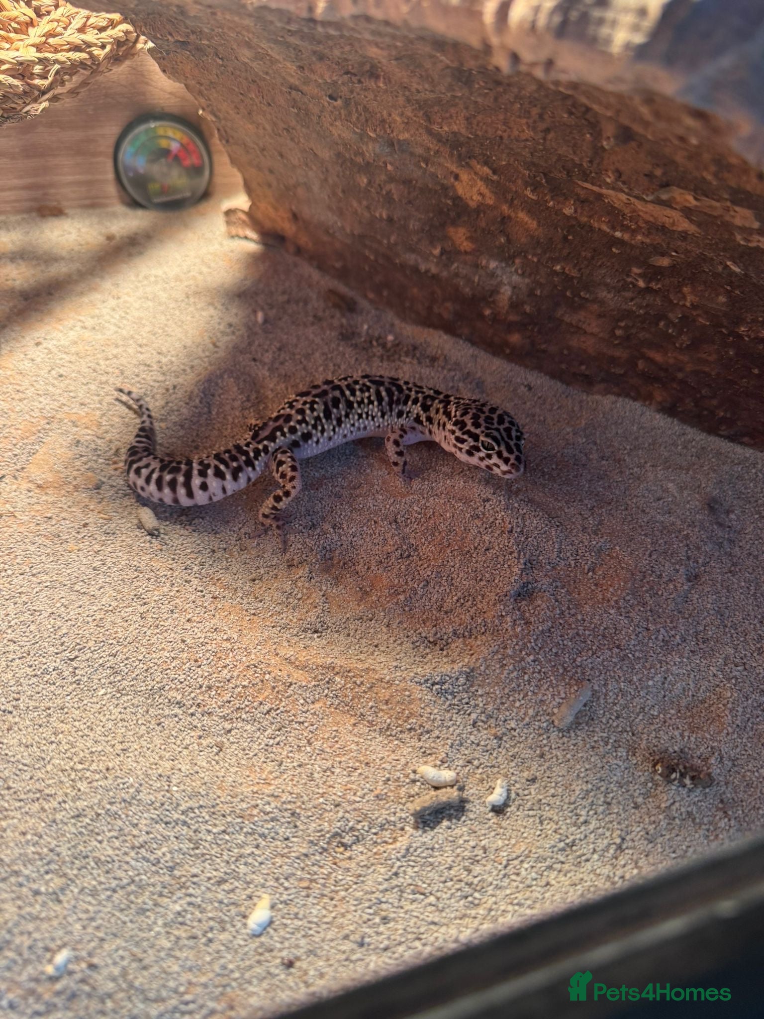 Leopard Gecko reptiles for sale: Two year old leopard gecko for sale in Harlow - Advert 1