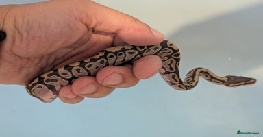 Snake reptiles - Advert 14