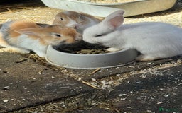 French Lop rabbits for sale: 3 Bunnies - Image 7