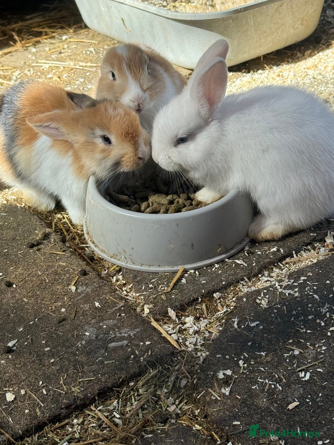 French Lop rabbits for sale: 3 Bunnies - Image 7