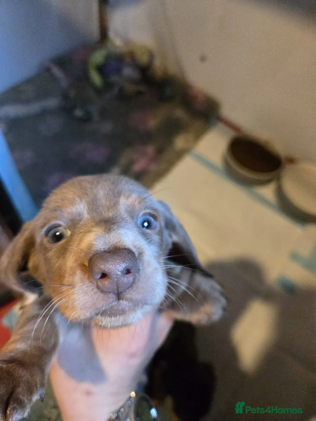 Miniature Dachshund dogs for sale: Stunning miniature dachshund pups - Advert 1