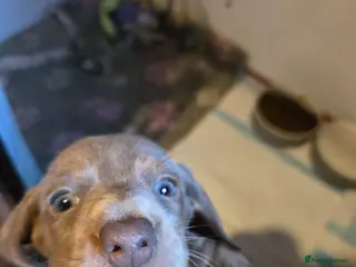 Miniature Dachshund dogs Stunning miniature dachshund pups - Advert 9