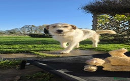 Mixed Breed dogs for adoption: Hershey ( and brother Harley )  - Advert 11