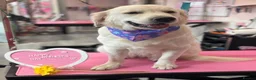Golden Retriever dogs for sale: Beautiful golden retriever  - Advert 2