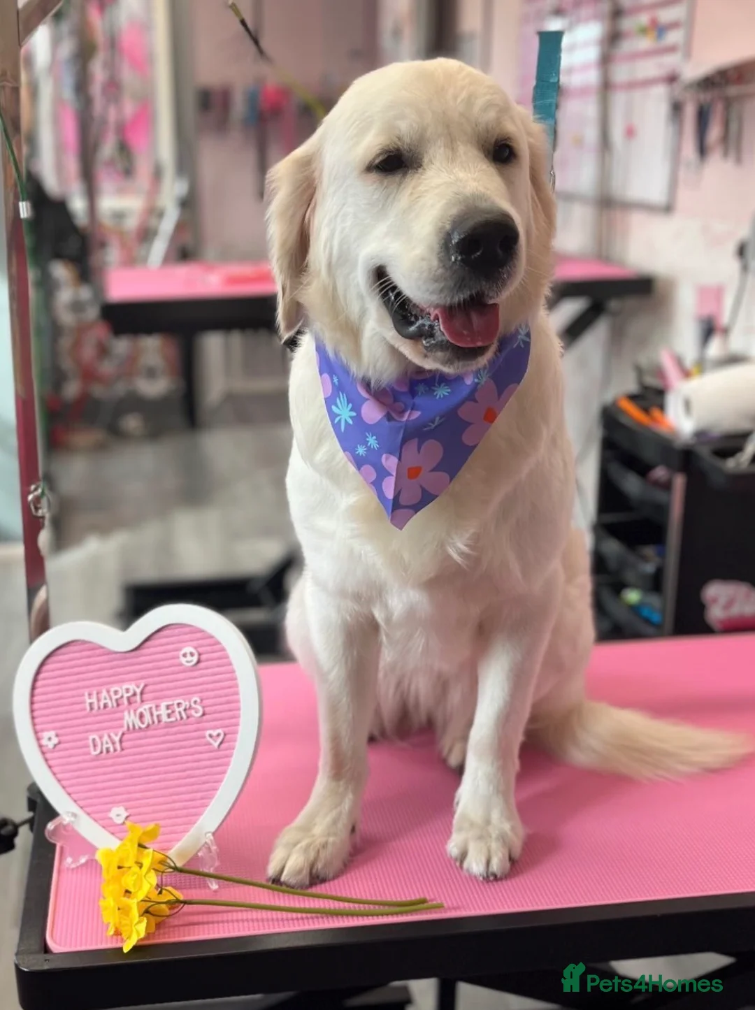 Golden Retriever dogs for sale: Beautiful golden retriever  - Advert 2