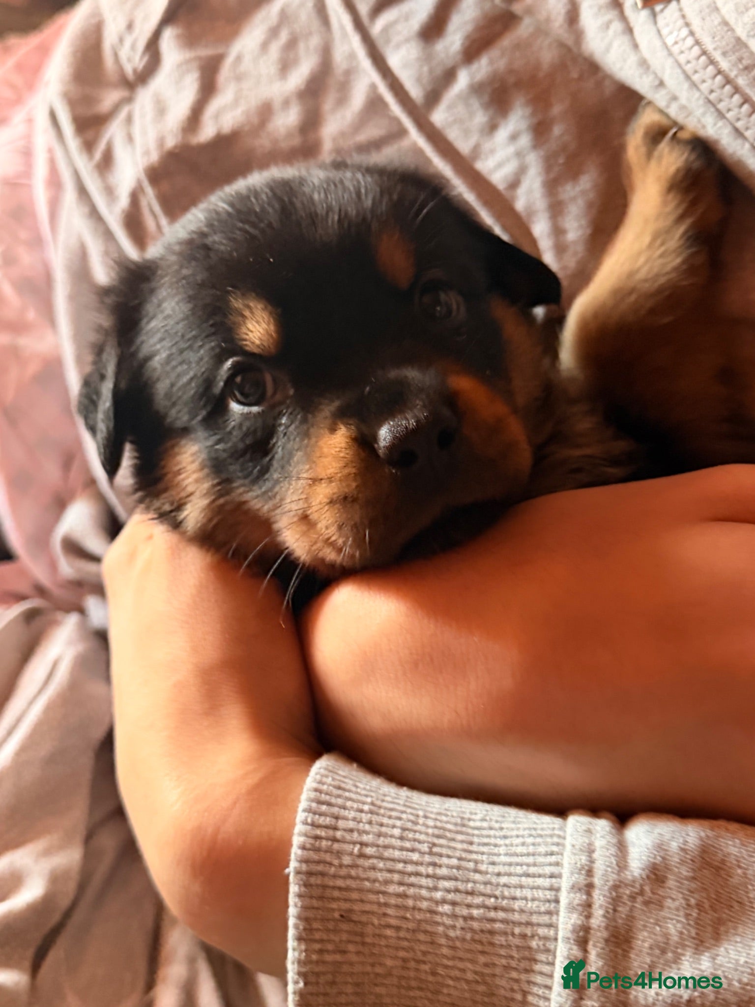 Rottweiler dogs Rare beautiful chunky Rottweiler puppies  - Advert 3