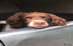 English Springer Spaniel dogs for sale: Springer spaniel pups  - Image 11