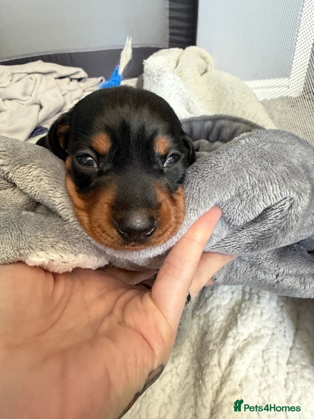 Miniature Dachshund dogs for sale: 6x miniature dachshund puppies - Advert 39
