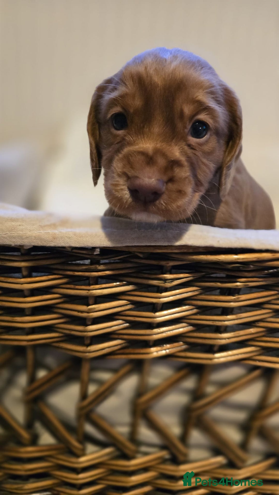 Cocker Spaniel dogs for sale: 3 beautiful working cocker spaniel pups  - Advert 4