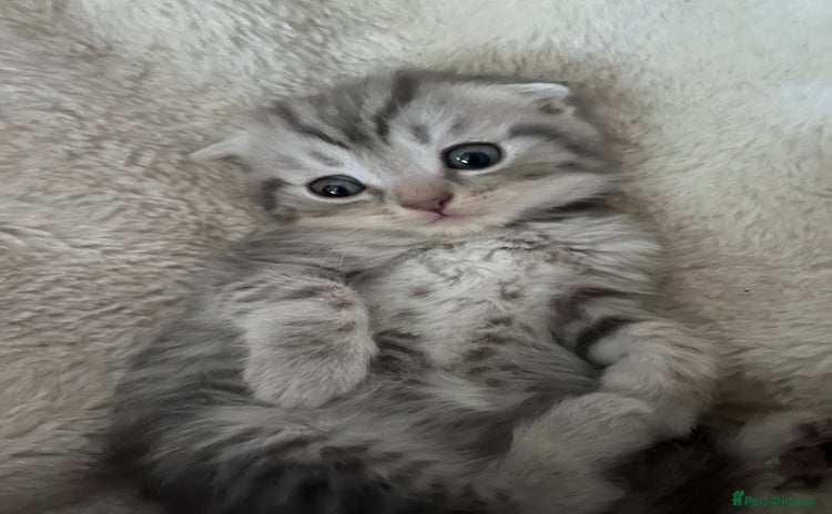 Scottish Fold cats - Advert 2
