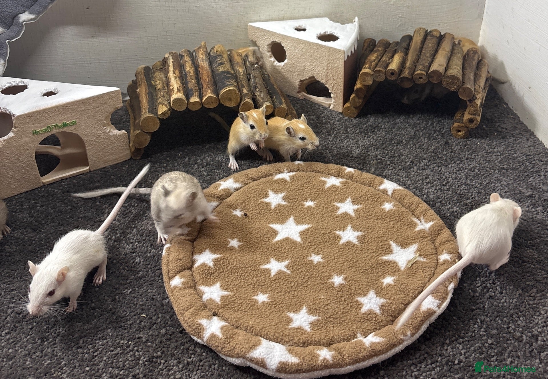 Gerbil rodents Baby gerbils and mice super friendly and handled   - Advert 1