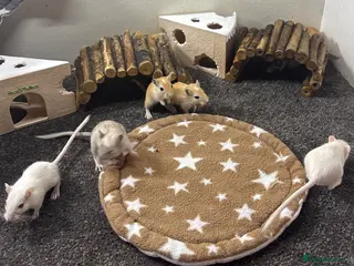 Gerbil rodents Baby gerbils and mice super friendly and handled - Advert 1