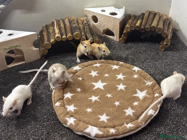 Gerbil rodents Baby gerbils and fancy mice friendly and handled - Advert 7
