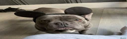 French Bulldog dogs for sale: Meet Kenzo 🐾❤️ – Looking for His Forever Home - Advert 10