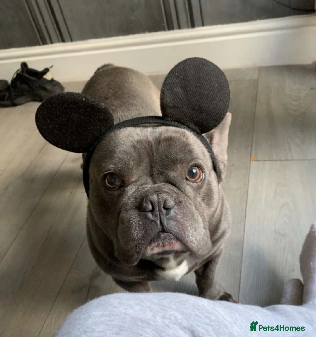 French Bulldog dogs for sale: Meet Kenzo 🐾❤️ – Looking for His Forever Home - Advert 10
