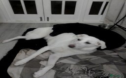 Mixed Breed dogs for sale: Young female Labrador cross for adoption  - Image 12