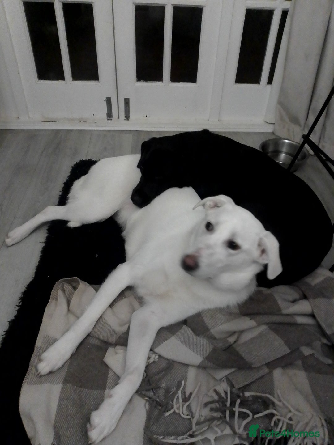 Mixed Breed dogs for sale: Young female Labrador cross for adoption  - Image 12