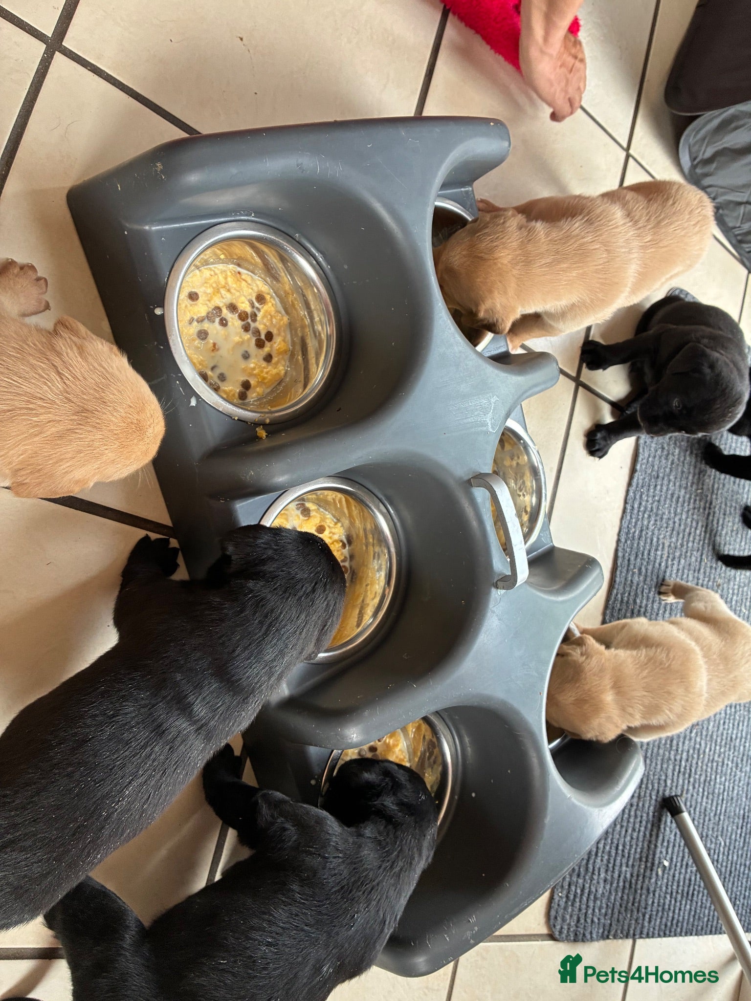 Labrador Retriever dogs Kc registered Labrador puppies - Advert 5