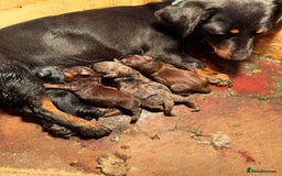 Miniature Dachshund dogs for sale: 5 playful miniature dachshund - Image 17