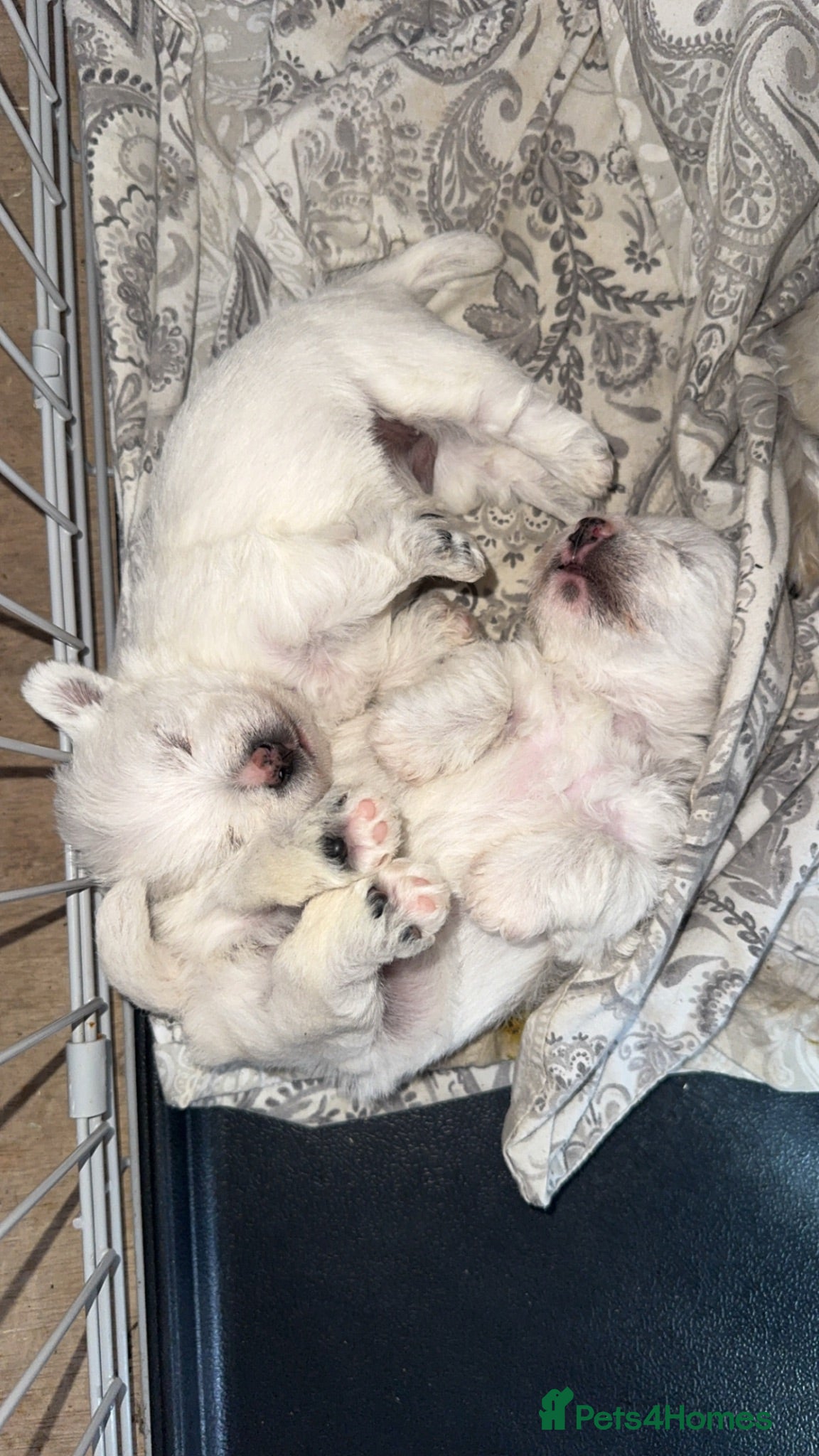 West Highland Terrier dogs West highland terrier pups  - Advert 2