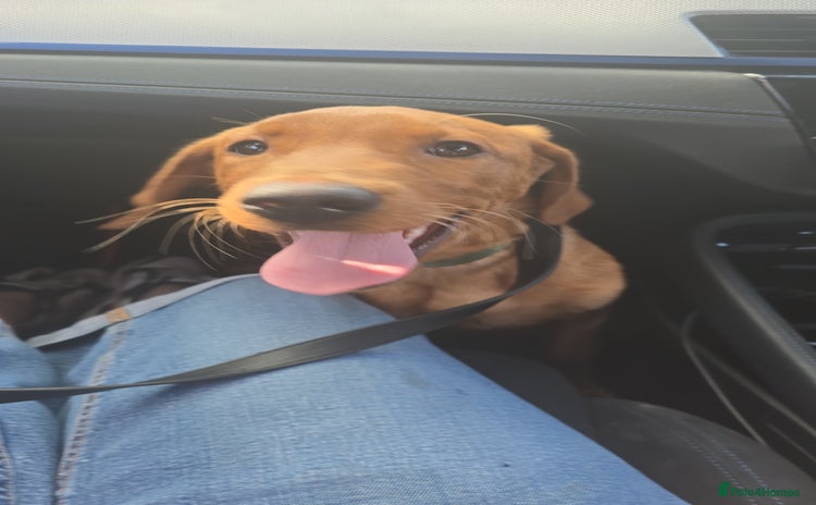 Labrador Retriever dogs - Advert 13