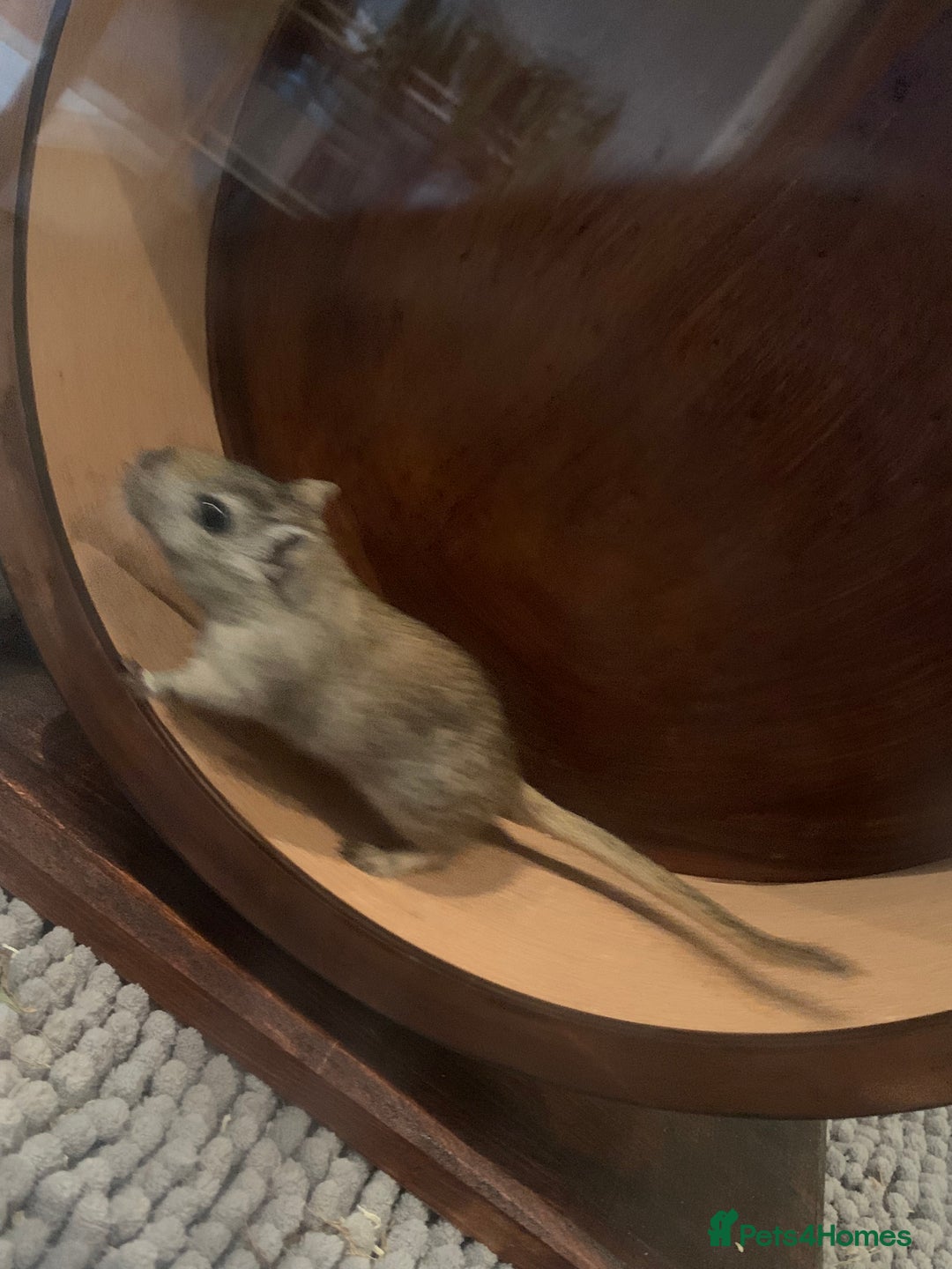Gerbil rodents for sale: extremely friendly female gerbils - Advert 4
