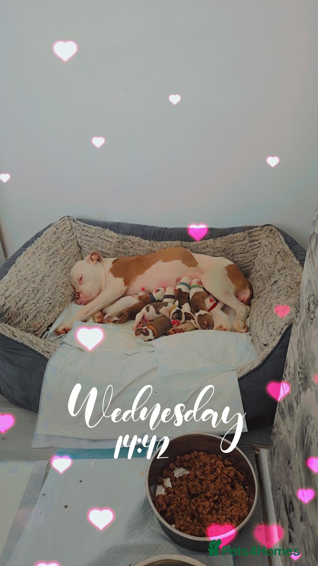 Mixed Breed dogs for sale: Mam an old tyme bulldog dad full American bulldog  - Advert 2