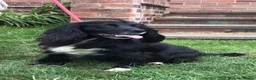 Cocker Spaniel dogs for sale: Gorgeous little working cocker spaniel girl - Advert 1