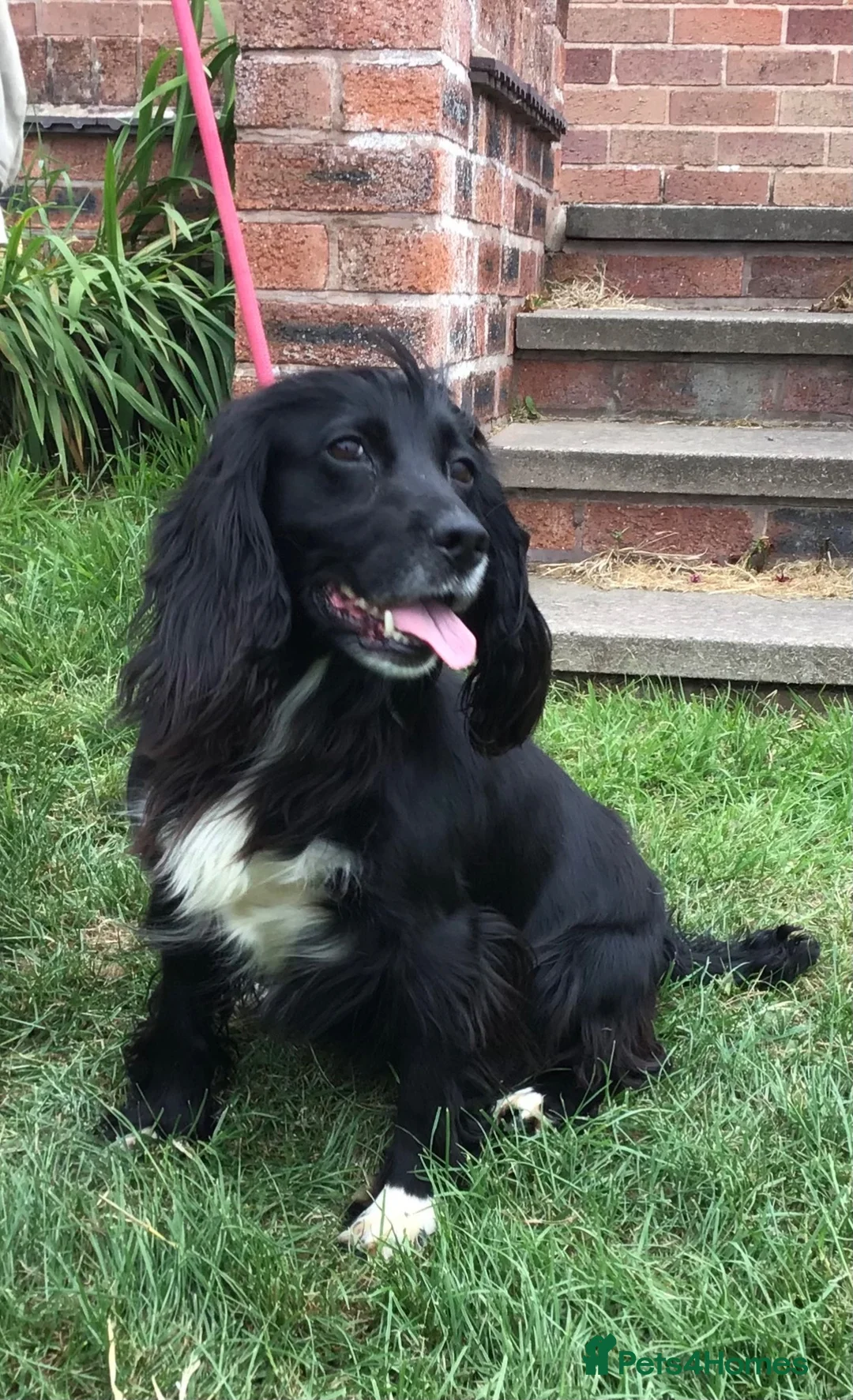 Cocker Spaniel dogs for sale: Gorgeous little working cocker spaniel girl - Advert 1