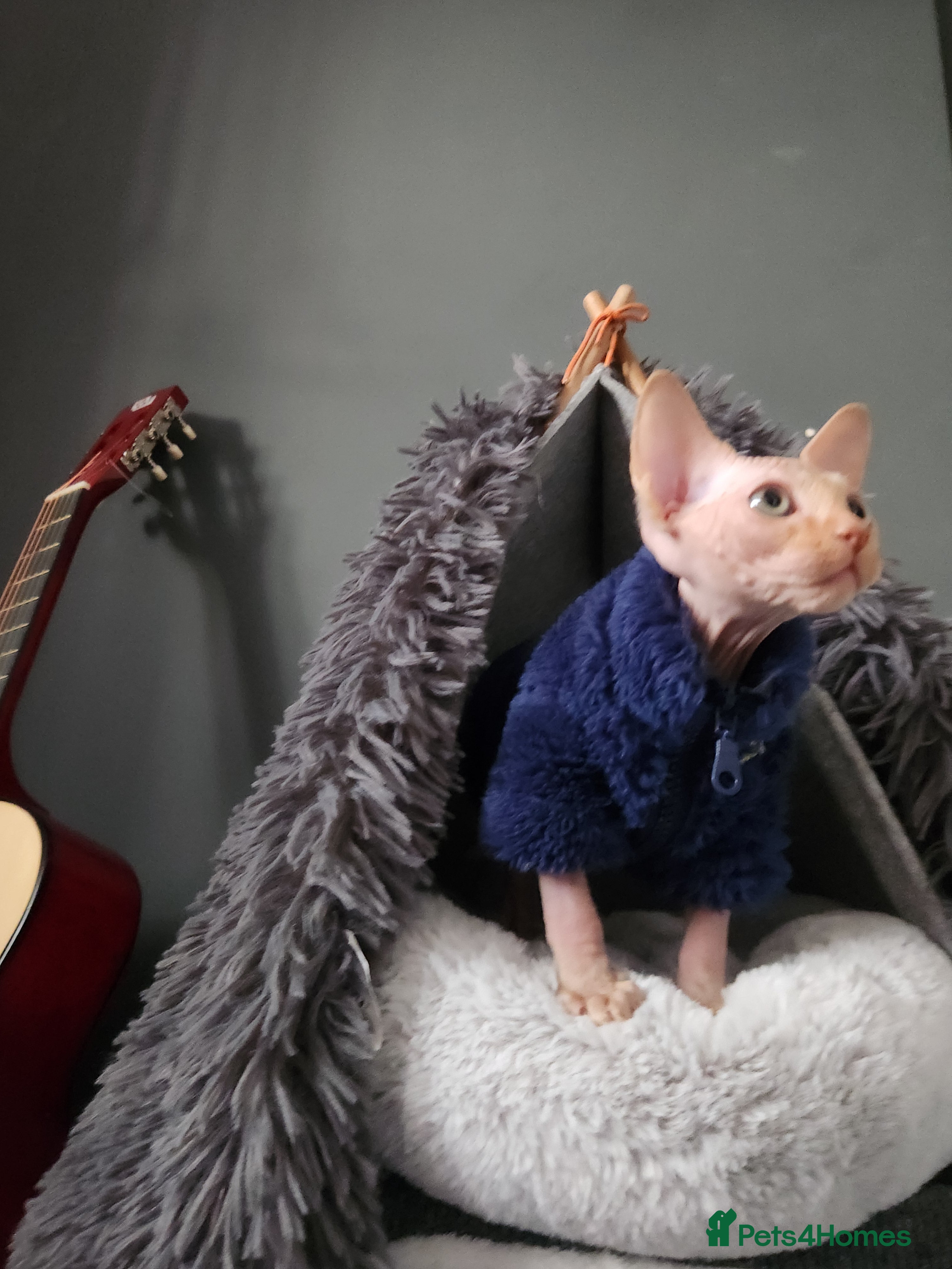 Sphynx cats 3 Beautiful Canagian Sphynx - Advert 6