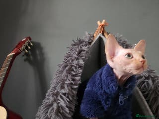 Sphynx cats 3 Beautiful Canagian Sphynx - Advert 6