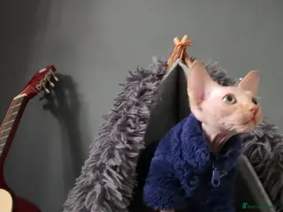 Sphynx cats 2 left Beautiful Canadian Sphynx - Advert 5