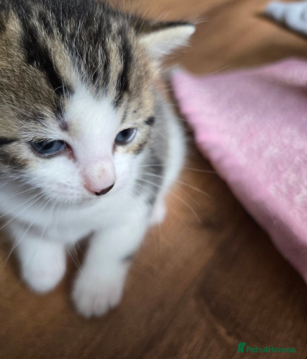 Mixed Breed cats for sale: Beautiful fluffy ginger kittens - Image 9
