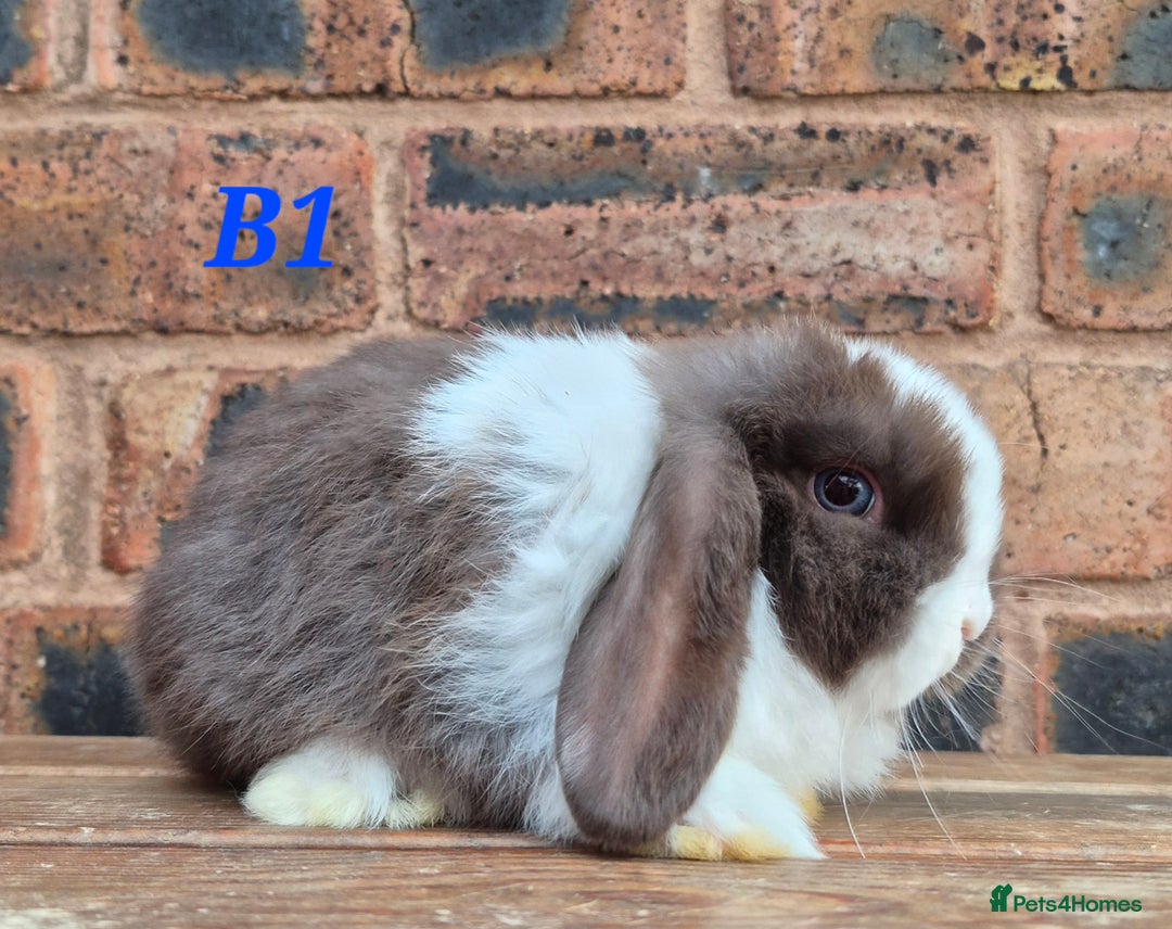 Mini Lop rabbits for sale: Friendly mini lop babies ready now - Advert 8
