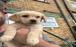 Mixed Breed dogs for sale: Dakota Sport Retriever Puppies ready 01/10/25 - Image 16