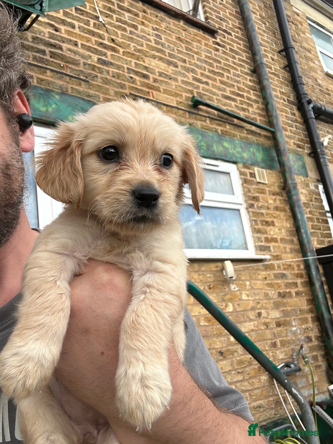 Mixed Breed dogs for sale: Dakota Sport Retriever Puppies ready 01/10/25 - Image 16