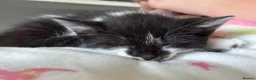 Mixed Breed cats for sale: two kittens needing rehoming!  - Advert 4