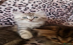 Perdoll cats for sale: Perdoll Kittens only boys - Image 10
