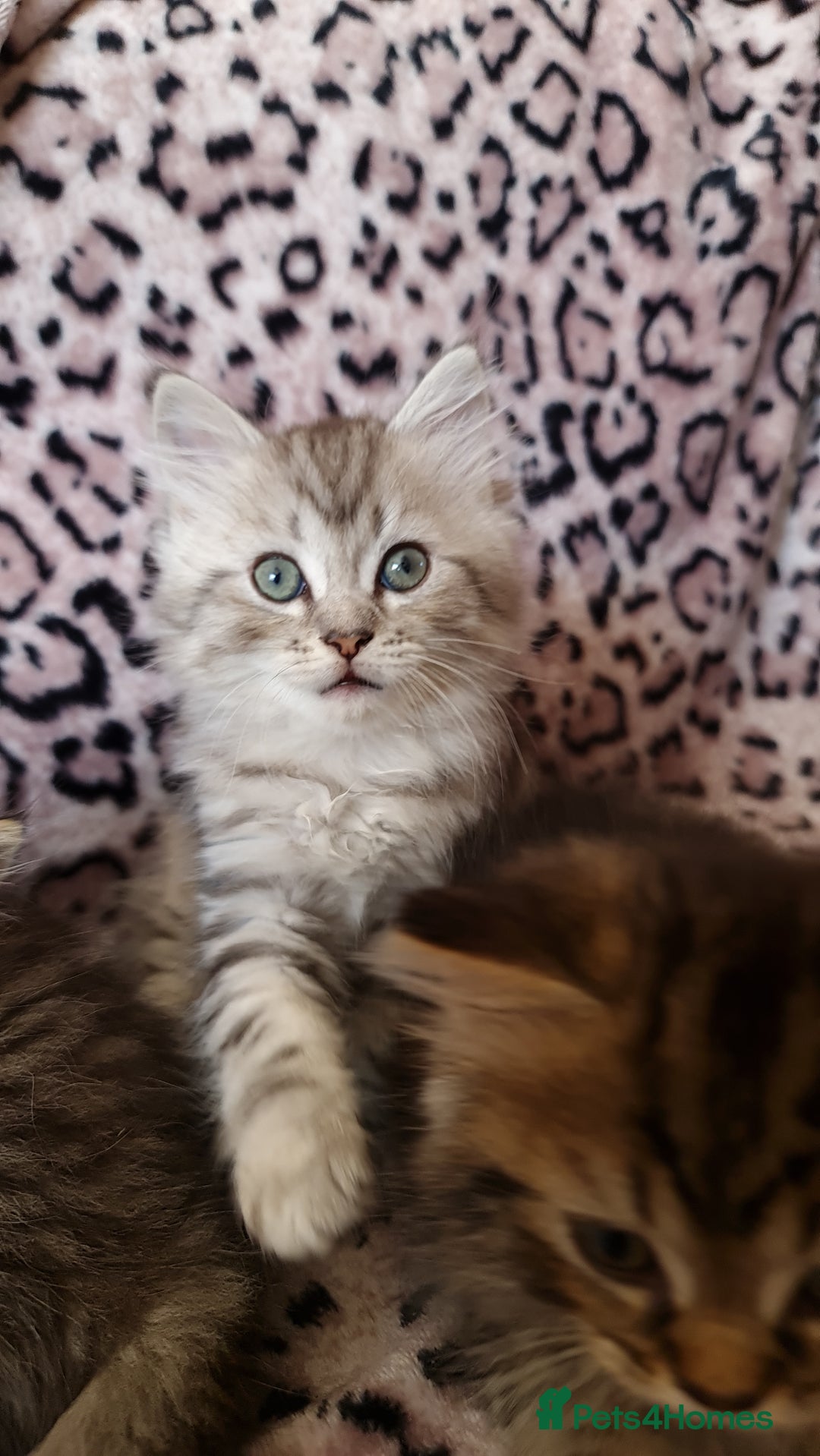 Perdoll cats for sale: Perdoll Kittens only boys - Image 10