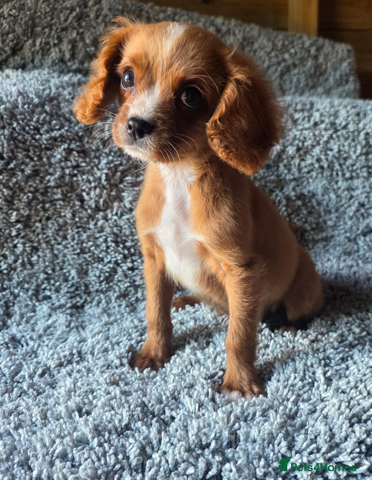 Cavapoo dogs f1b cavapoo puppies last boy  - Advert 1