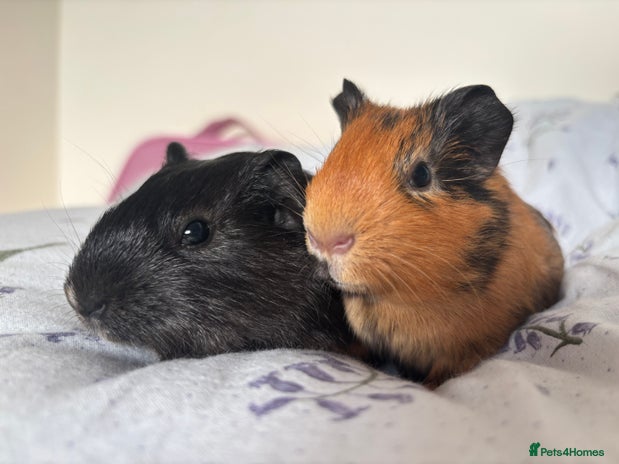 Guinea Pig rodents Guinea pigs and cages for sale - Advert 2