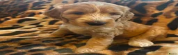 Australian Labradoodle dogs for sale: Australian Labradoodle-Medium-sized  - Advert 28
