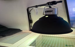 Tortoise reptiles for sale: Dave the Mediterranean spur thighed  - Advert 11