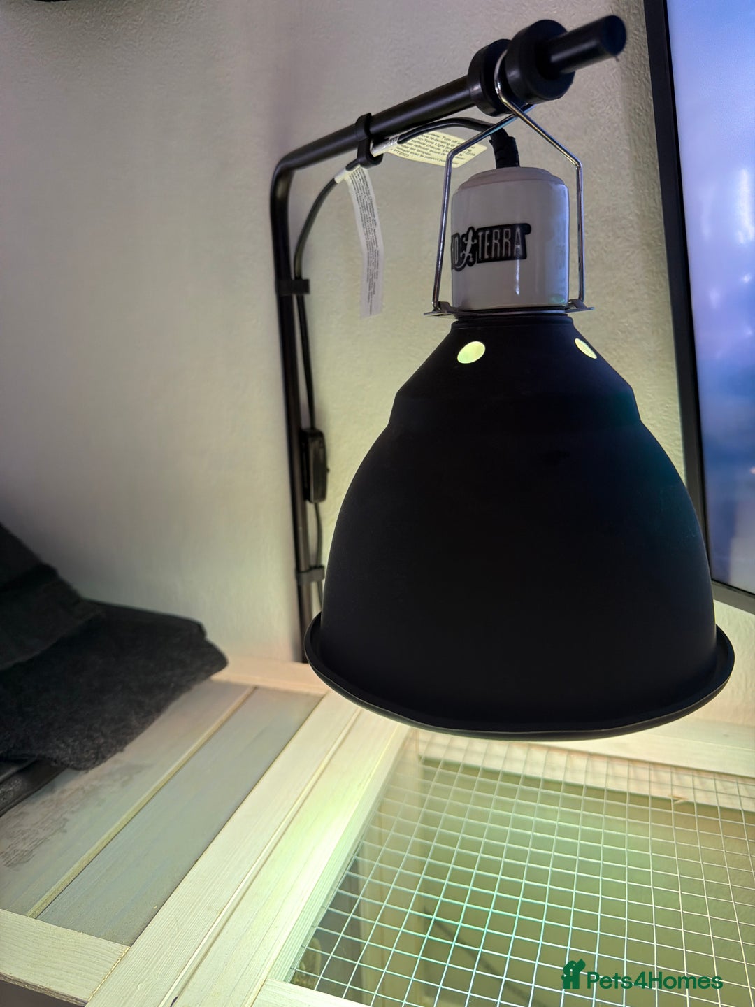 Tortoise reptiles for sale: Dave the Mediterranean spur thighed  - Advert 11