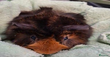 Guinea Pig rodents - Advert 9