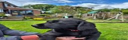 Labrador Retriever dogs for sale: Labrador pups - Advert 37