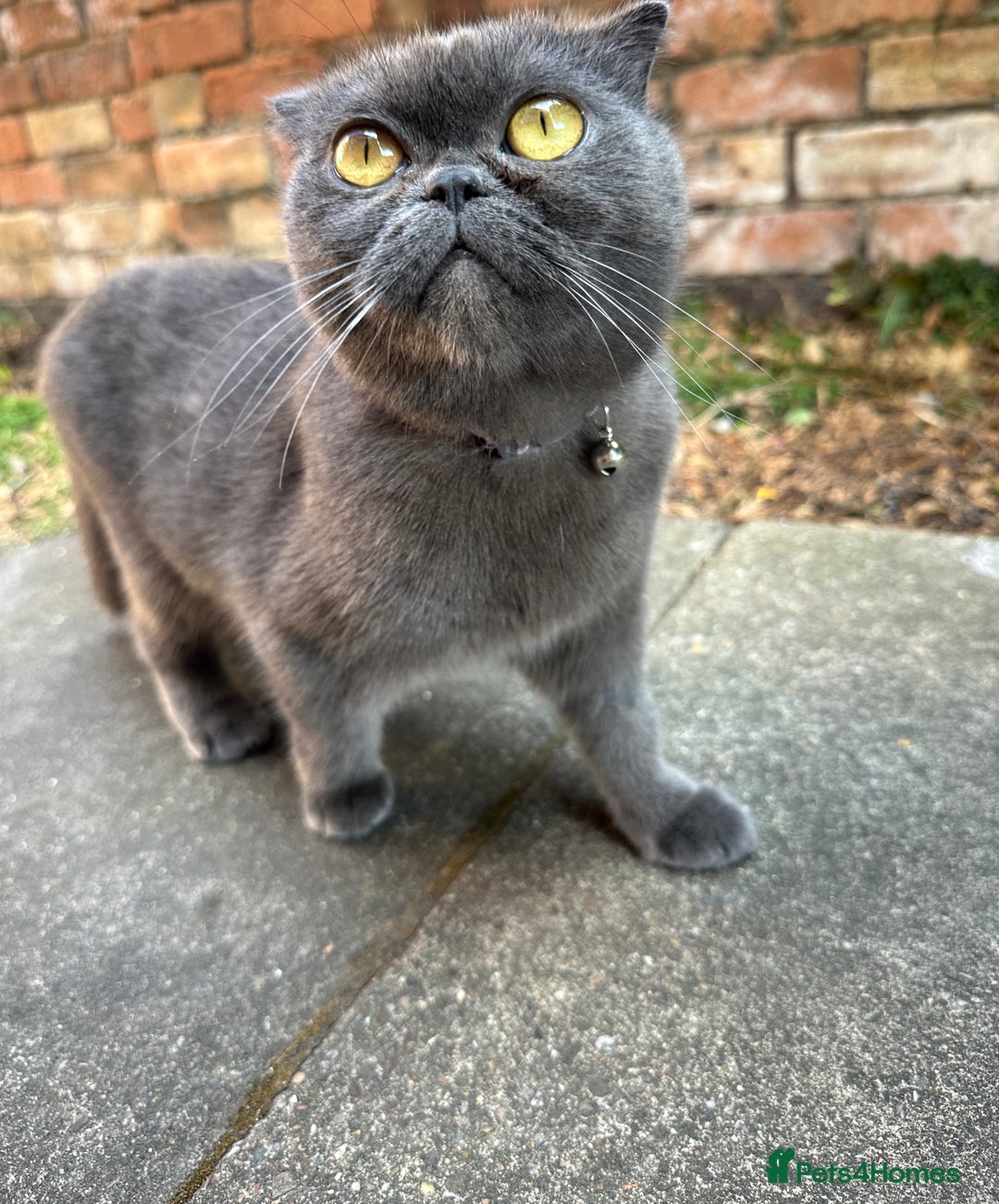 Scottish Fold cats for sale: A lovely Scottish fold cat - Image 6