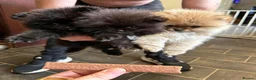 Pomeranian dogs for sale: Ready for Triple the Fluff! Our Pomeranian Trio  - Advert 4