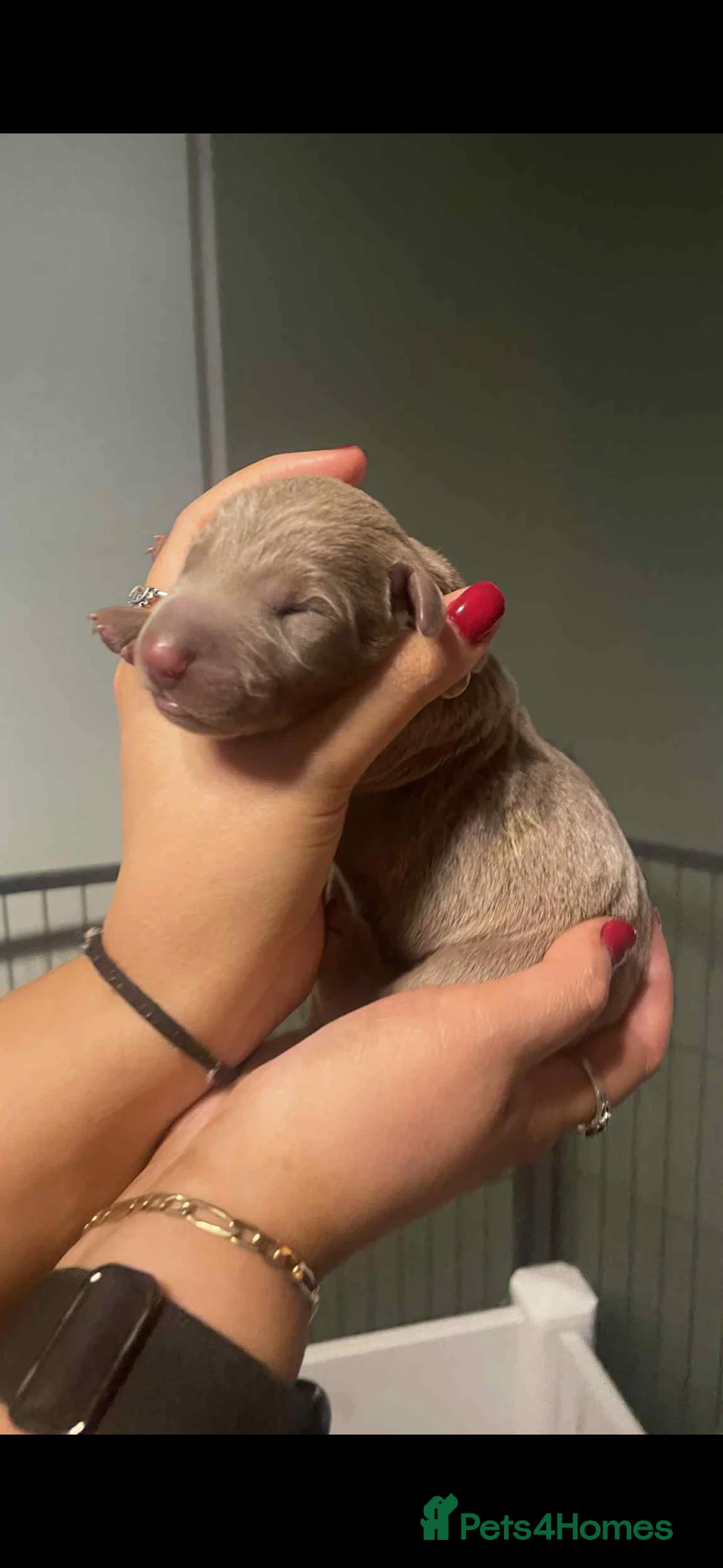 Dobermann dogs for sale: Chocolate & Isabella Doberman puppies for sale  - Advert 9